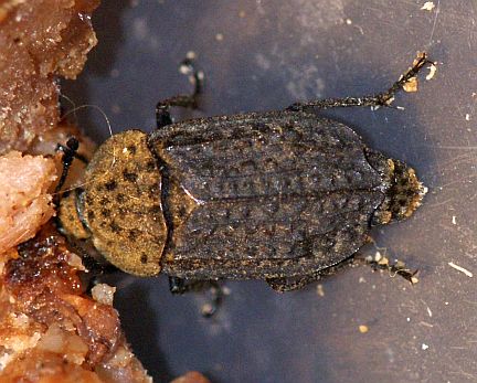 Northern Carrion Beetle