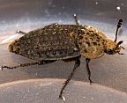 Thanatophilus lapponicus