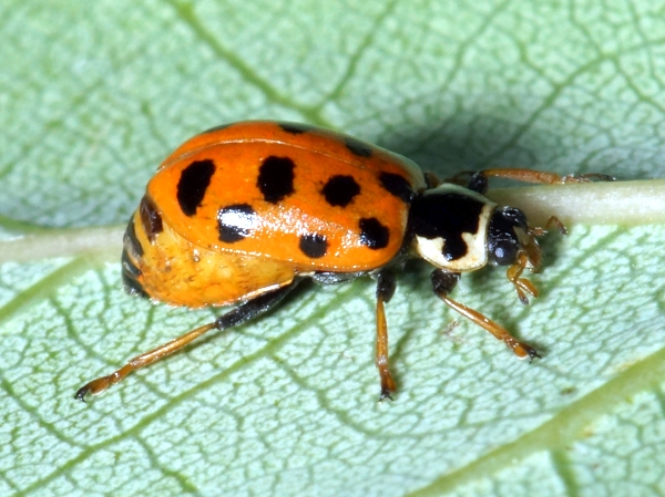Thirteen-spotted Lady Beetle - a gravid female