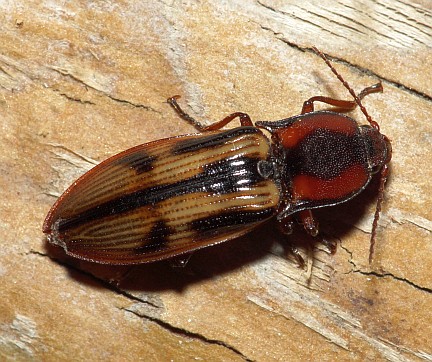 Festive Click Beetle