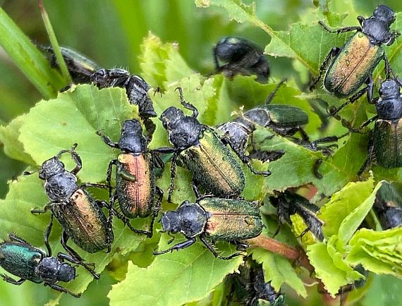 Green Rose Chafer