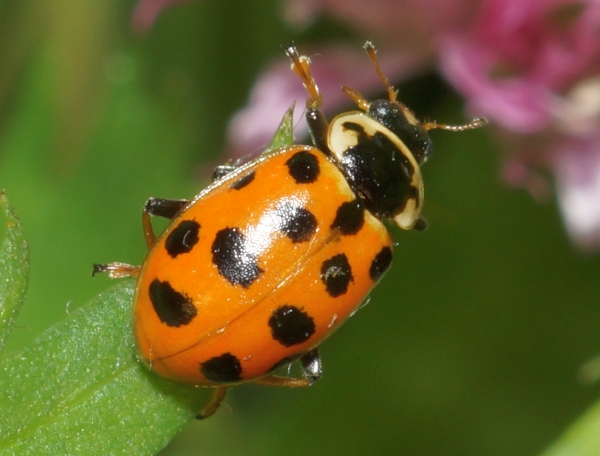 Thirteen-spotted Lady Beetle