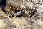 Silverfish