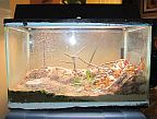 Build a Tiger Beetle terrarium