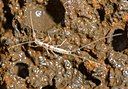 Eyeless lava tube dipluran (Haplocampa sp) - photo Marshal Hedin from San Diego [CC BY-SA (https://creativecommons.org/licenses/by-sa/2.0)]