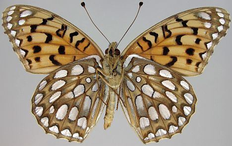 Edward's Fritillary - male ventral