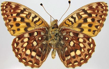 Hydaspe Fritillary - ventral (male)
