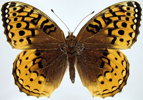 Great Spangled Fritillary - female dorsal