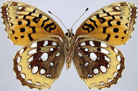 Great Spangled Fritillary - female ventral