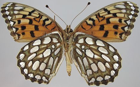 Edward's Fritillary - female ventral
