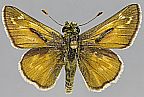 Uncas Skipper