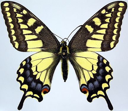 Dod's Old World Swallowtail - dorsal