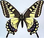 Dod's Old World Swallowtail