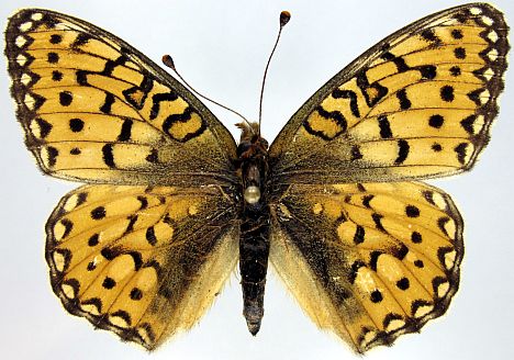 Mormon Fritillary - dorsal