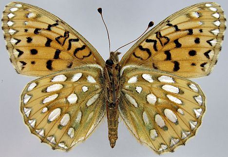 Mormon Fritillary - ventral