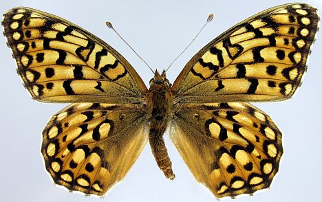 Callippe Fritillary - dorsal