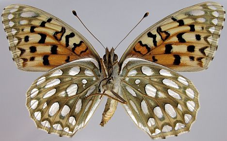 Callippe Fritillary - ventral