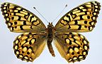 Callippe Fritillary