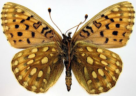 Mormon Fritillary - ventral