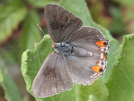 Grey Hairstreak - dorsal