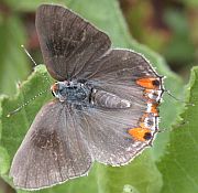 Grey Hairstreak
