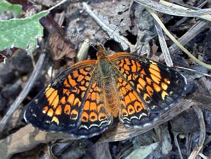 Pearl Crescent