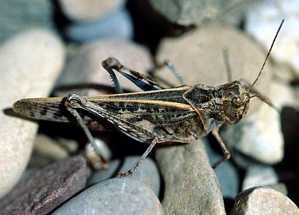 Blue-legged Grasshopper