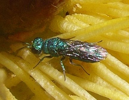 Cuckoo Wasp
