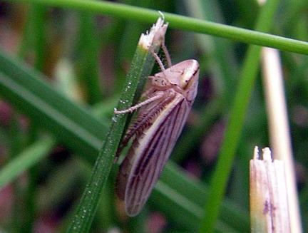 Leafhopper