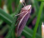 Leafhopper