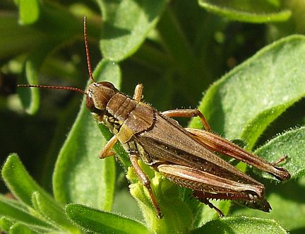 Red-legged Grasshopper