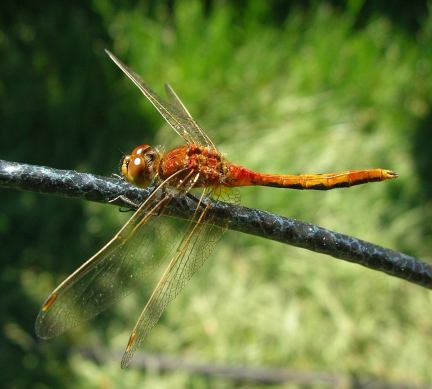 Cherry-Faced Meadowhawk