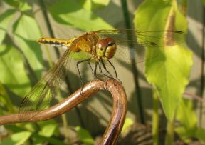 Cherry-Faced Meadowhawk