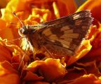 Peck's Skipper