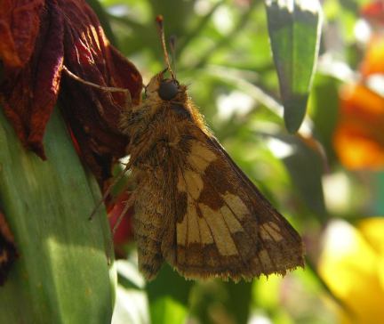 Pecks Skipper