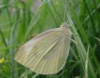Cabbage Butterfly