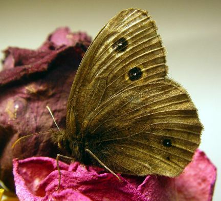 Common Wood Nymph - female
