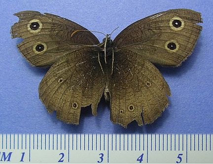 Common Wood Nymph - ventral (female)