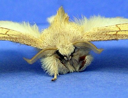 White-dotted Prominent