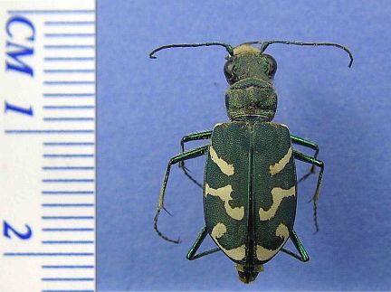 Oblique Tiger Beetle - dorsal