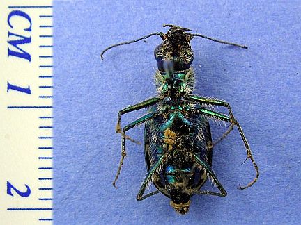 Oblique Tiger Beetle - vental