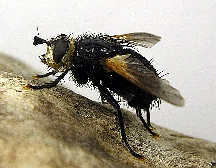 Tachinid Fly - side view
