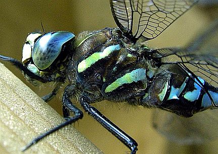 Thorax stripes on Paddle Tailed Darner