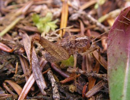 Cave Cricket