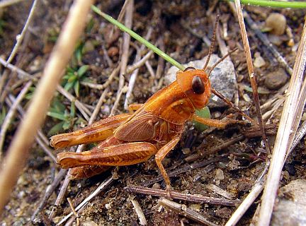 Bruner's Spur-throated Grasshopper - 5th instar