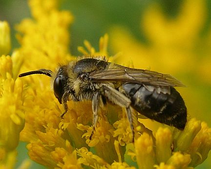 Plasterer Bee - side view