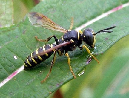 Weevil Wasp