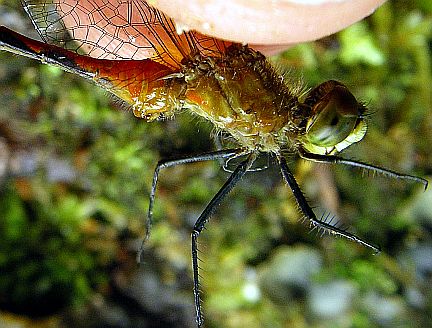 Close up of White-faced Meadowhawk head