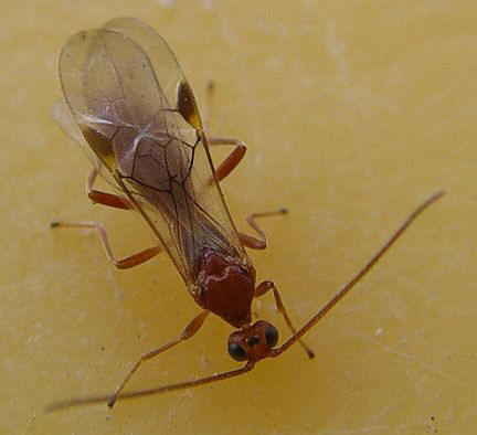 Braconid Wasp - top view