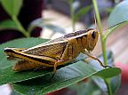 Two-striped Grasshopper